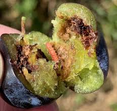 Attēlu rezultāti vaicājumam “Grapholita funebrana larva”