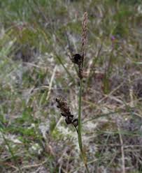 Attēlu rezultāti vaicājumam “Anthracoidea”