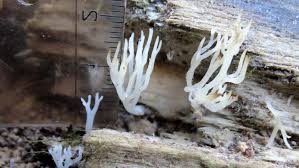 Attēlu rezultāti vaicājumam “Lentaria epichnoa”