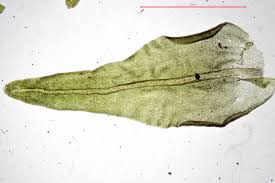 Attēlu rezultāti vaicājumam “Anomodon viticulosus”