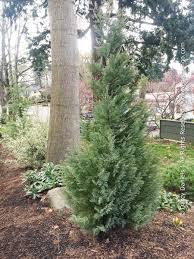 Attēlu rezultāti vaicājumam “Chamaecyparis lawsoniana”