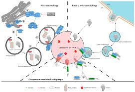 Image result for Calne Alpha 4