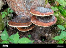 Attēlu rezultāti vaicājumam “Fomitopsis pinicola”