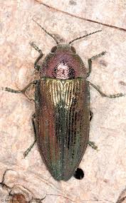 Attēlu rezultāti vaicājumam “Buprestidae”