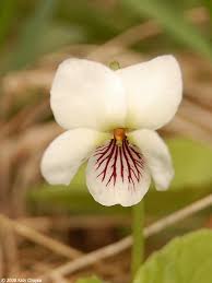 Attēlu rezultāti vaicājumam “Viola uliginosa flower”