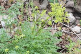 Attēlu rezultāti vaicājumam “Diderma rufostriatum”