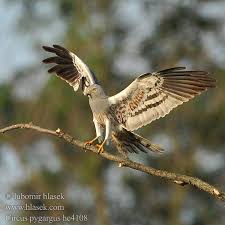 Attēlu rezultāti vaicājumam “Circus pygargus”