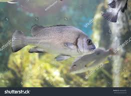 Image result for Haemulon plumierii