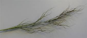 Attēlu rezultāti vaicājumam “Chara rudis”