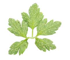 Attēlu rezultāti vaicājumam “Ochropsora ariae”