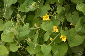 Attēlu rezultāti vaicājumam “Thladiantha dubia flower”