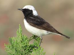 Image result for Oenanthe pleschanka