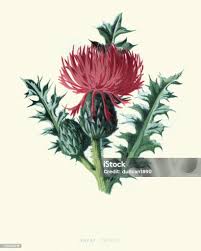 Attēlu rezultāti vaicājumam “Cirsium acaule”