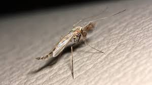 Attēlu rezultāti vaicājumam “Chironomidae”