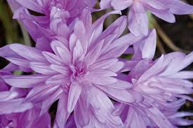 Attēlu rezultāti vaicājumam “Colchicum szovitsii subsp. szovitsii flower”