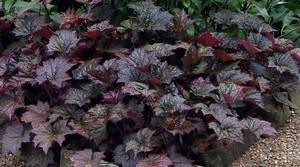 Image result for Heuchera `Palace Purple`