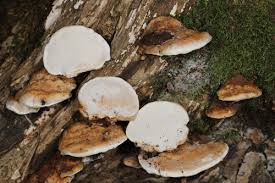 Attēlu rezultāti vaicājumam “Perenniporia medulla-panis”