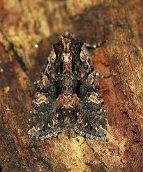 Attēlu rezultāti vaicājumam “Mniotype satura”