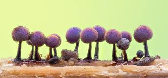 Attēlu rezultāti vaicājumam “Lamproderma violaceum”