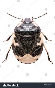 Attēlu rezultāti vaicājumam “Tritomegas bicolor nymph”