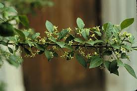 Attēlu rezultāti vaicājumam “Euonymus europaeus leaf”