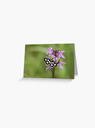 Attēlu rezultāti vaicājumam “Anania funebris”