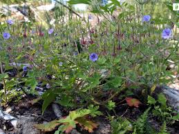 Attēlu rezultāti vaicājumam “Geranium bohemicum”