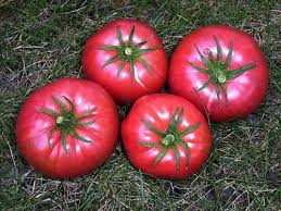 Afbeeldingsresultaat voor prudence purple tomato