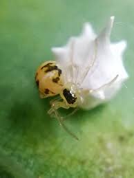 Attēlu rezultāti vaicājumam “Paidiscura pallens”