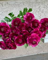 Attēlu rezultāti vaicājumam “Ranunculus elatior flower”