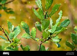 Attēlu rezultāti vaicājumam “Salix aurita leaf”