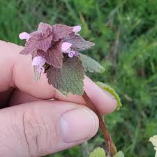 Attēlu rezultāti vaicājumam “Lamium purpureum flower”