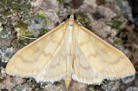 Attēlu rezultāti vaicājumam “Paratalanta hyalinalis”