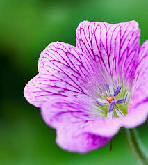 Attēlu rezultāti vaicājumam “Geranium bohemicum”