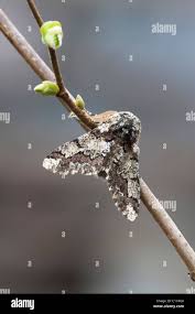 Attēlu rezultāti vaicājumam “Biston strataria”