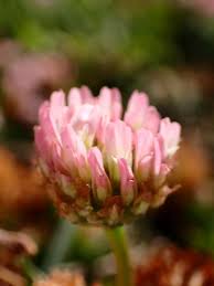 Attēlu rezultāti vaicājumam “Trifolium fragiferum flower”