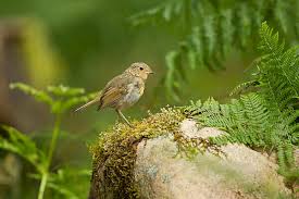 Attēlu rezultāti vaicājumam “Erithacus rubecula juvenile”
