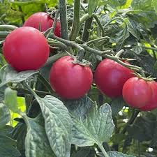 Afbeeldingsresultaat voor rose quartz tomato