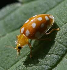 Attēlu rezultāti vaicājumam “Halyzia sedecimguttata”