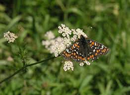 Attēlu rezultāti vaicājumam “Euphydryas maturna”