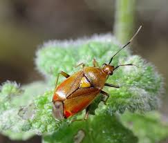 Attēlu rezultāti vaicājumam “Deraeocoris ruber”