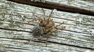 Attēlu rezultāti vaicājumam “Gibbaranea gibbosa”