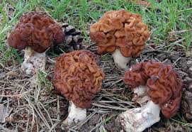 Attēlu rezultāti vaicājumam “Gyromitra esculenta”