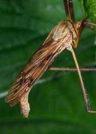 Attēlu rezultāti vaicājumam “Exoprosopa capucina”