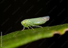 Attēlu rezultāti vaicājumam “Cicadella viridis”