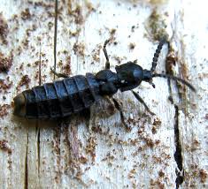 Attēlu rezultāti vaicājumam “Phosphaenus hemipterus”