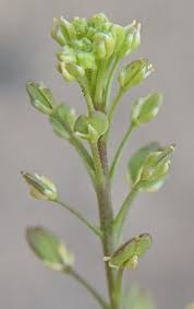 Attēlu rezultāti vaicājumam “Lepidium densiflorum bud”
