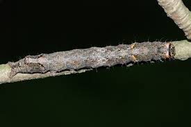 Attēlu rezultāti vaicājumam “Allophyes oxyacanthae”