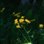 Attēlu rezultāti vaicājumam “Crepis paludosa leaf”