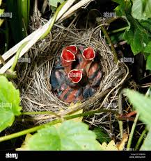Attēlu rezultāti vaicājumam “Sylvia borin nest”